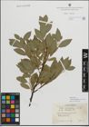 Foto von Salix myrsinifolia subsp. borealis (Fr.) Hyl.